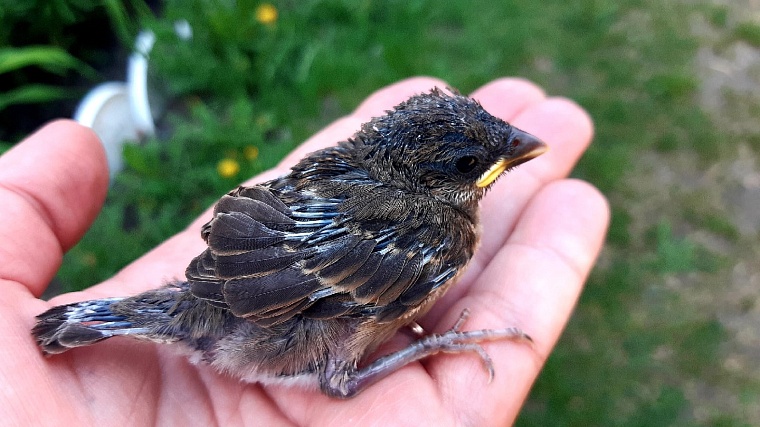 Стрижи и синицы в квартире. Как тюменки спасают птиц