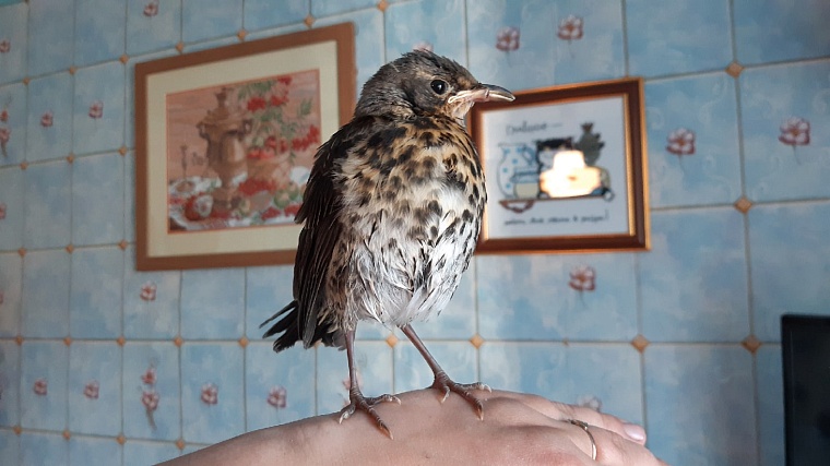 Стрижи и синицы в квартире. Как тюменки спасают птиц