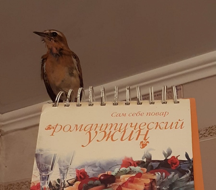 Стрижи и синицы в квартире. Как тюменки спасают птиц