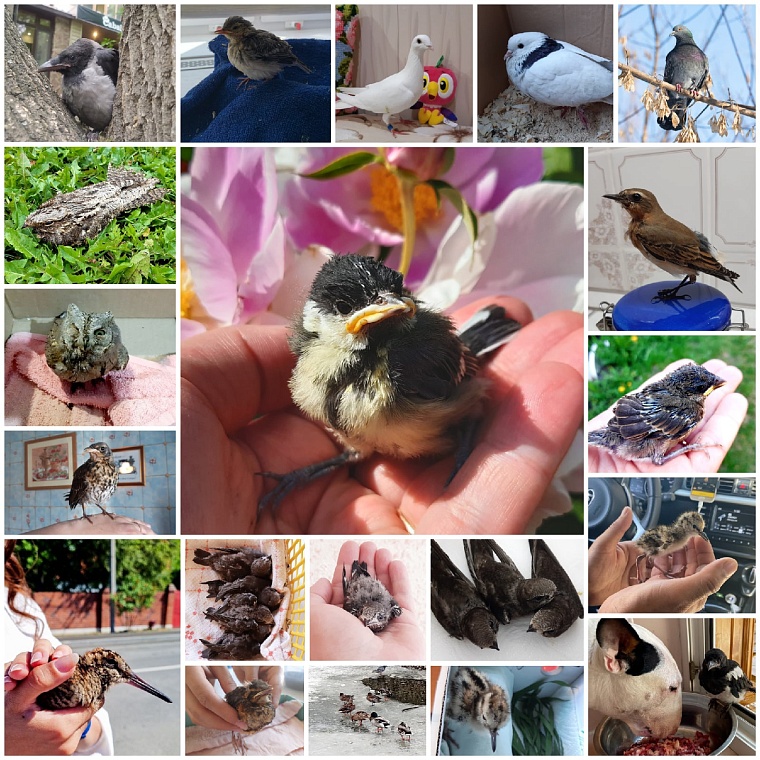 Стрижи и синицы в квартире. Как тюменки спасают птиц