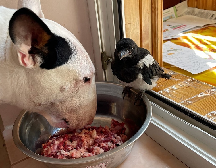 Стрижи и синицы в квартире. Как тюменки спасают птиц