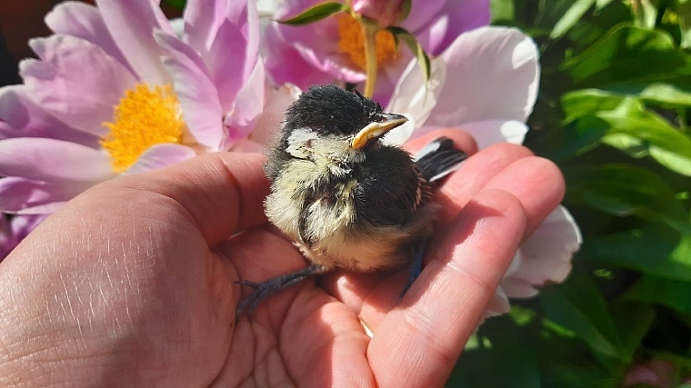 Стрижи и синицы в квартире. Как тюменки спасают птиц