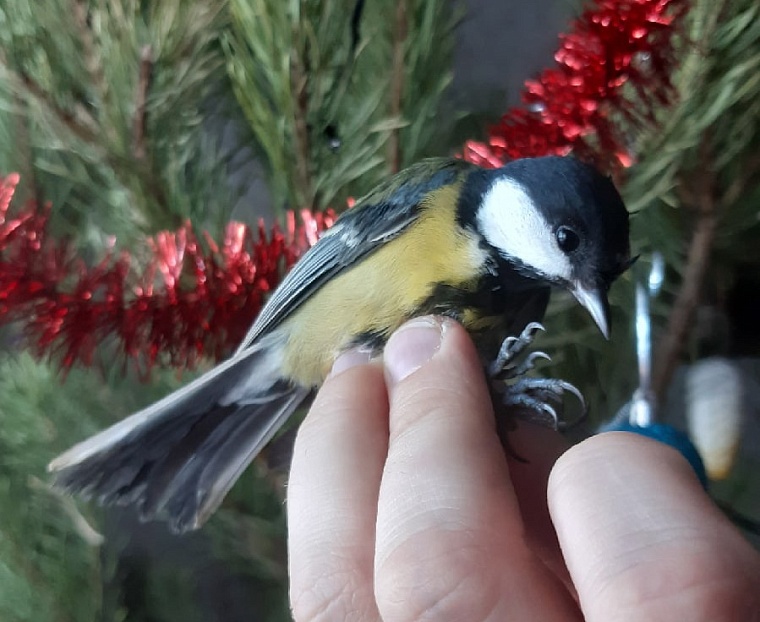 Стрижи и синицы в квартире. Как тюменки спасают птиц