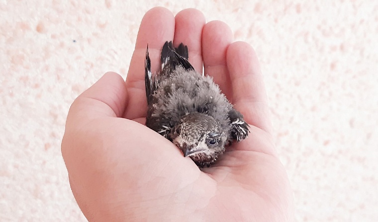 Стрижи и синицы в квартире. Как тюменки спасают птиц