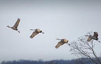В Тюмени объявили фотоохоту на перелетных птиц