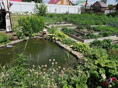 В чем польза крапивы: рекомендации тюменской ЗОЖницы