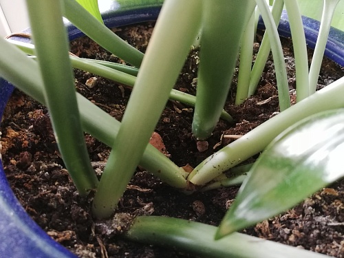 Какой грунт выбрать для рассады