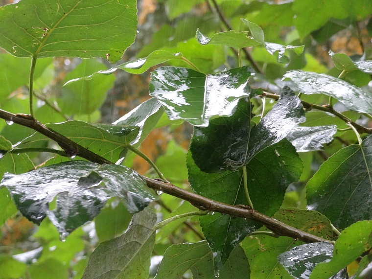 Народные приметы: на святого Петра дождь - урожай худой, два дождя - хороший, три - богатый