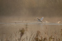 В Тюменской области птичьим гриппом заразились дикие лебеди