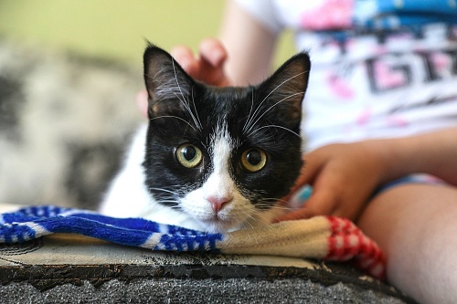 Зачем кошкам нужна коробка, объяснила тюменский зоопсихолог