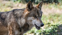 В тюменской деревне бешеный волк забрел на частное подворье, подрал овец и напал на хозяина