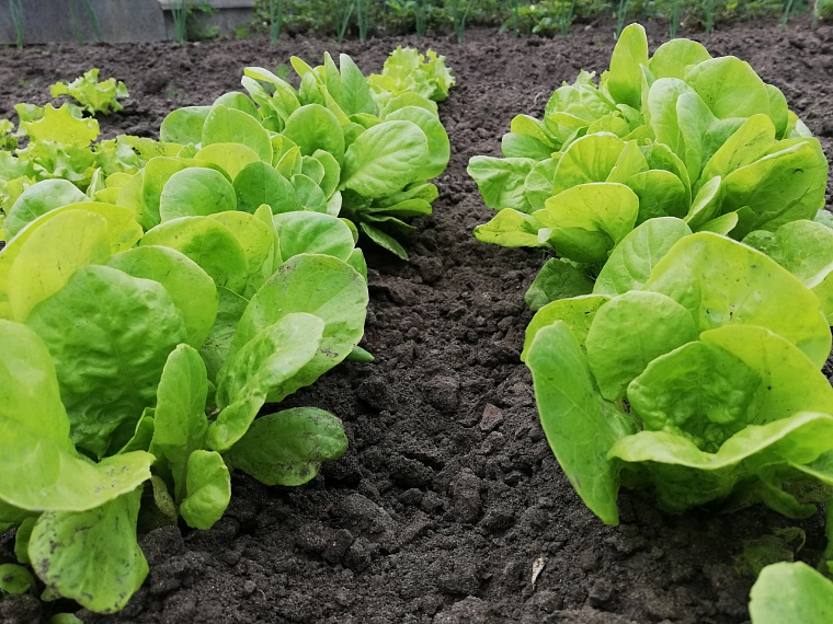 Тюменские салаты используют в популярных сетях фаст-фуда по всей России