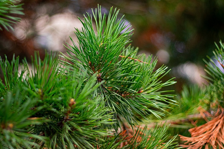 Работники нефтетранспортной отрасли посадили 4 тысячи саженцев сосны