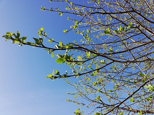 В Тюмени перед Днем Победы прогнозируют потепление до +21 градуса