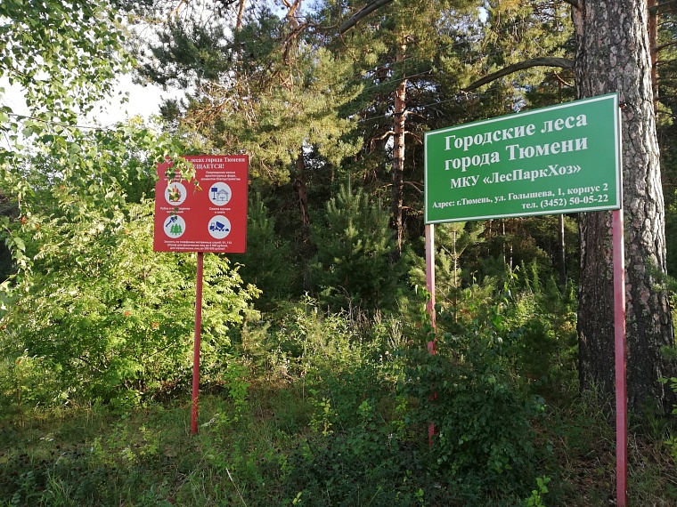 Будет жарко: где тюменцы могут отдохнуть в лесу в пожароопасный сезон