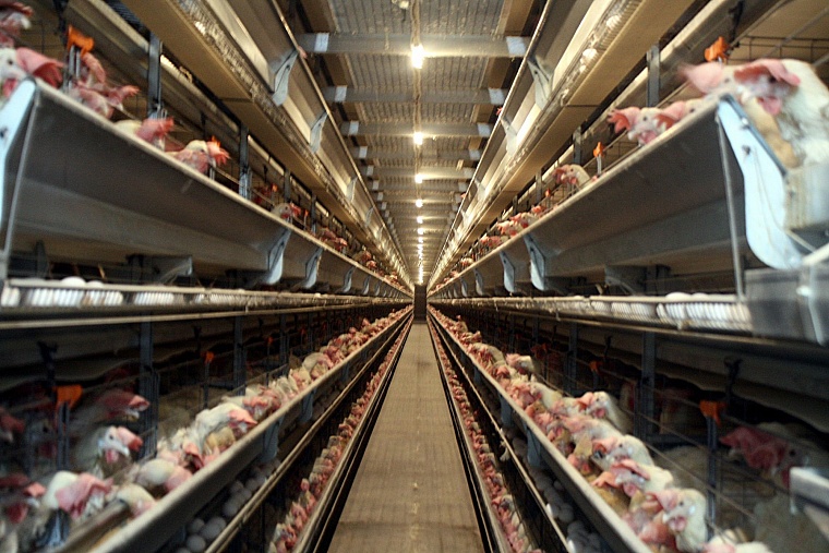 Важная птица