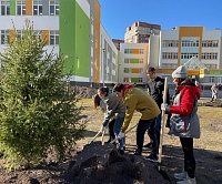 Тюменские школьники посадили «Классное дерево»