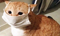 Тюменская кошка с коронавирусом находится под наблюдением ветеринаров