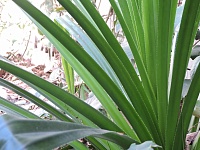 Чай под пальмой: прогулка по оранжерее института биологии ТюмГУ