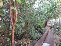 Чай под пальмой: прогулка по оранжерее института биологии ТюмГУ