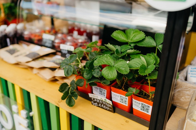 Фермеры и ЛПХ дают треть всей сельхозпродукции Тюменской области