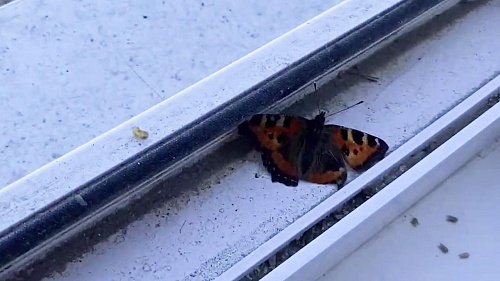 На Ямале проснулись бабочки