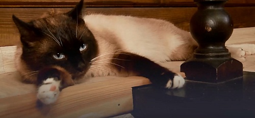 Четыре брошенных кота поселились у спортсмена-колясочника из Тюмени