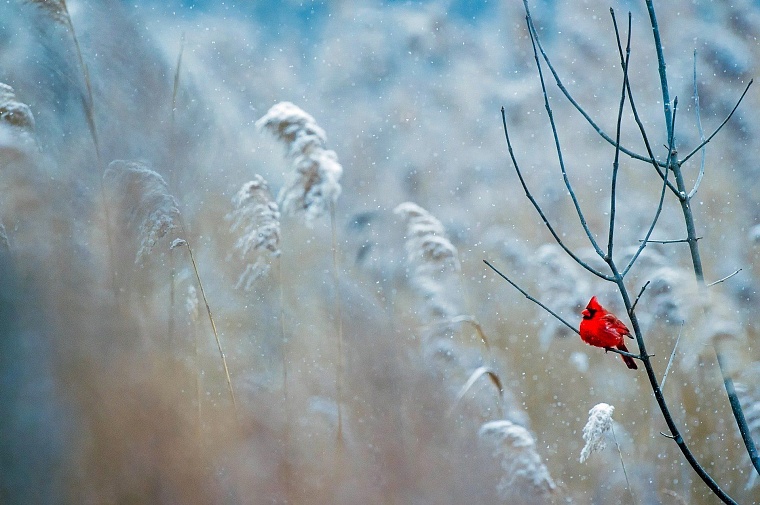 Фото: Pixabay