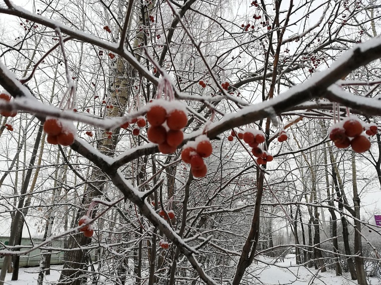 Народные приметы на 15 декабря: вороны громко каркают - к непогоде