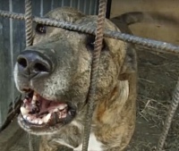 В Тобольске планируют открыть муниципальный собачий приют