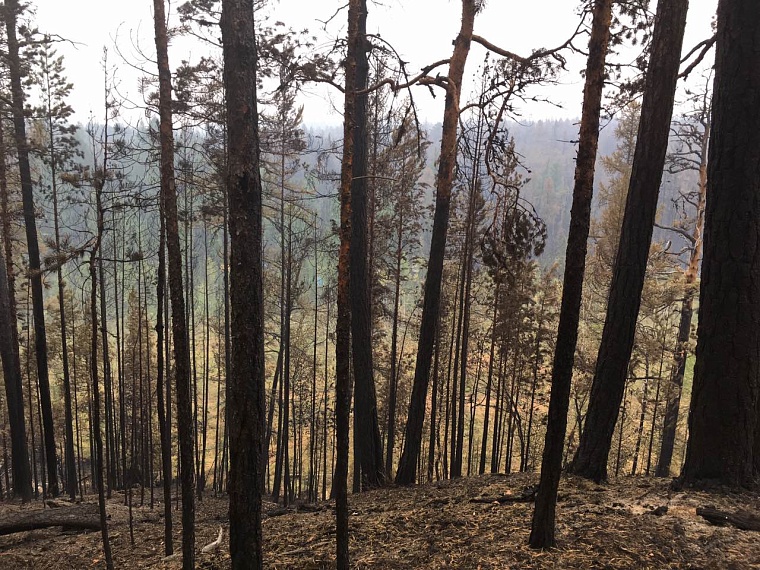 Попали в самое пекло: тюменские десантники-пожарные вернулись из Красноярского края