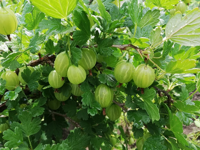 Тюменские дачники могут удивить своими чудо-овощами
