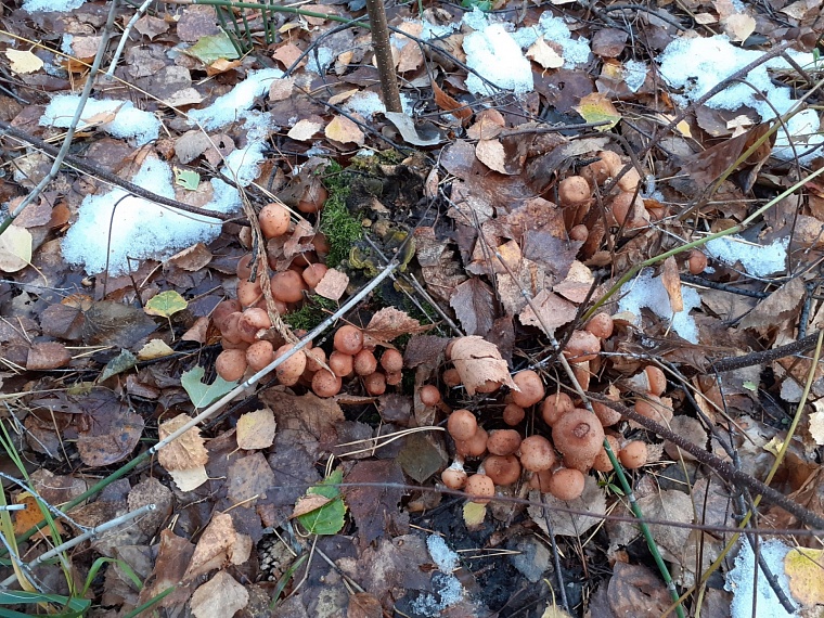 Грибы есть: в Тюменской области продолжается сезон "тихой охоты"