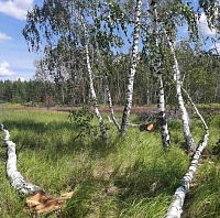 За семь берез - сотни тысяч штрафа: в Сладковском лесничестве задержали "черного лесоруба"