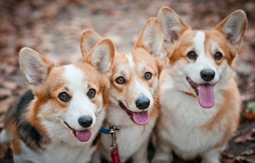 Королевская прихоть