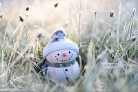 В Тюменской области прогнозируют заморозки до -5 градусов