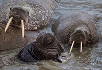 Ученые установили, что ямальскому лежбищу моржей не менее полутора тысяч лет