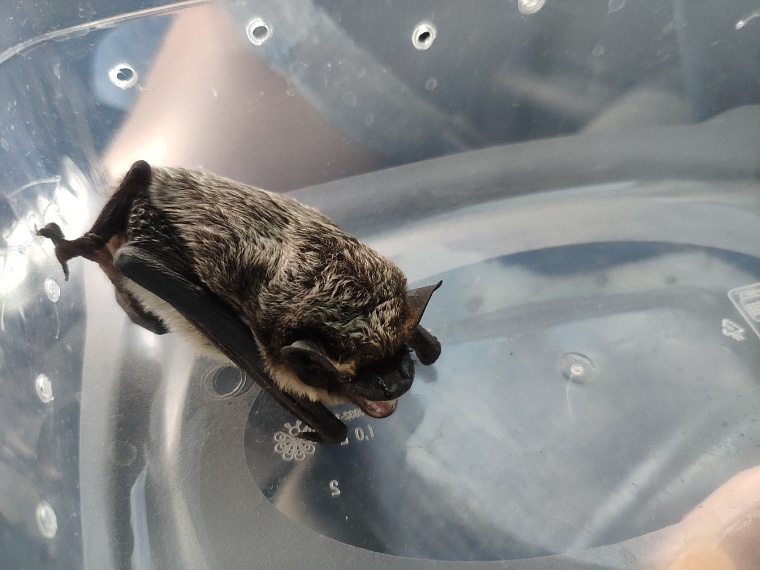 В Тюмени устроят выпускной летучим мышам, зимовавшим в квартире