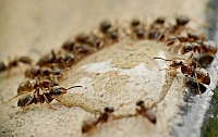 Квартиры тюменцев атаковали муравьи