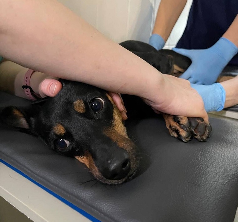 Таксу Пино, брошенную в тюменской ветклинике, прооперировали в Екатеринбурге