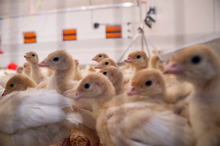 Тюменский комплекс по выращиванию и переработке индейки завоевал доверие потребителей