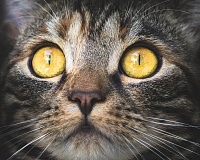 Тюменская кошка, которую случайно постирали в машинке, попала в российский медиарейтинг