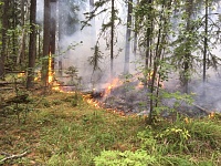 Безопасность граждан и природных территорий - приоритет в работе лесоохраны