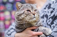 Спасенного в Ялуторовске кота с удавкой на шее назвали Живчиком