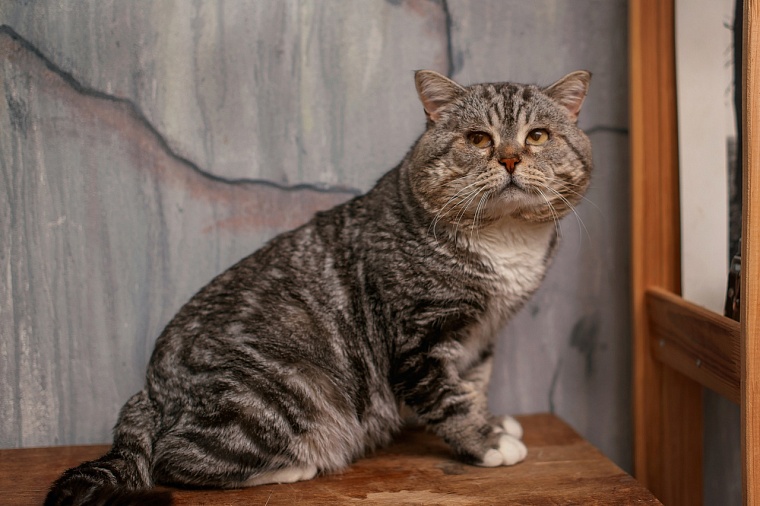 Спасенный в Ялуторовске кот Живчик