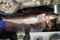 Под видом якутского муксуна на тюменских рынках продают другую рыбу