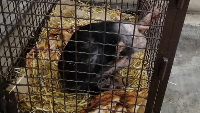 Замерзающих на трассе обезьян согрели волгоградские полицейские