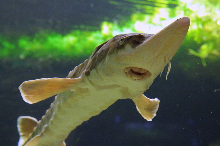 Осетров-производителей в Абалакском рыбозаводе на зиму переведут в теплые пруды