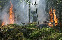 За сутки выявлены четыре новых лесных пожара на площади 13,8 га