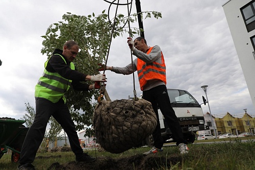 В Тюмени в 2023 году высадят более 8 тысяч деревьев, в том числе во дворах